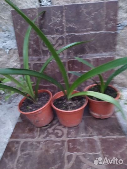 Амариллис (гиппеаструм)