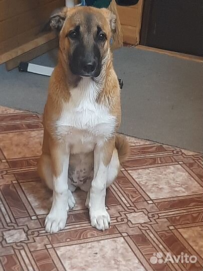 Собака в добрые руки