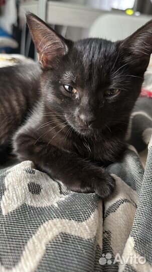 Кошечка плачет, добрых хозяев хочет