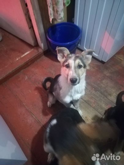 Щенки в добрые руки