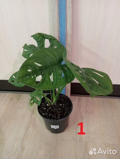 Комнатное растение. Монстера разная