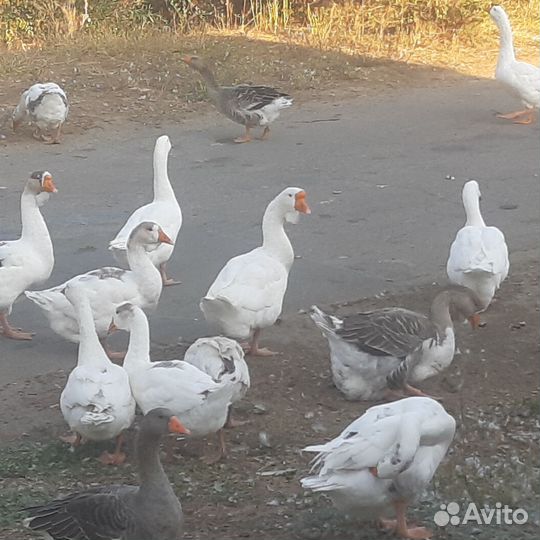 Гуси холмогоры