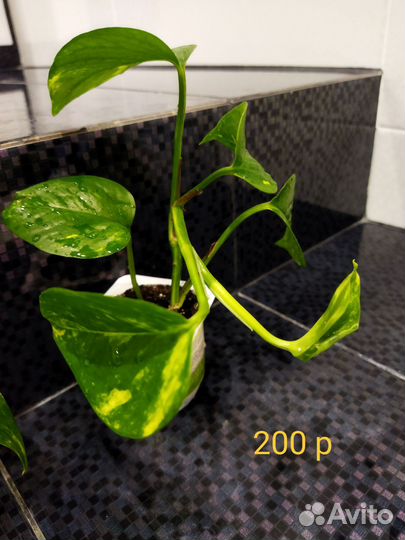 Сциндапсус золотистый