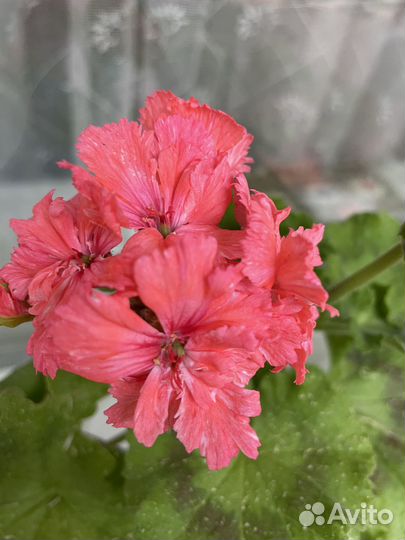 Черенок укорененный пеларгонии коллекционной