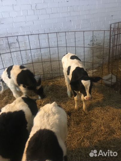 Телята бычки мясное направление