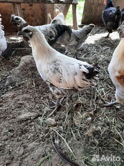 Молодые петухи лакеданзи