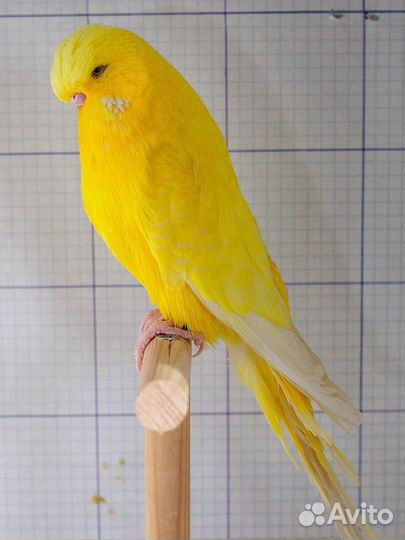 Клетки для птиц