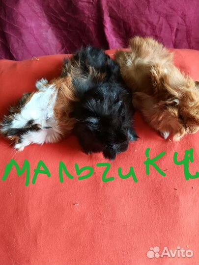 Морские свинки 1мес,готовы переехать в новый дом