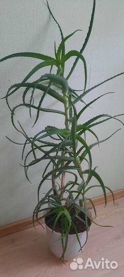 Алоэ лечебный