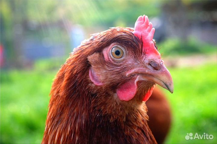 Куры несушки