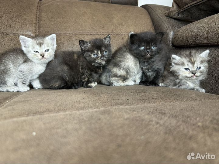 Котята от Шотладской кошки