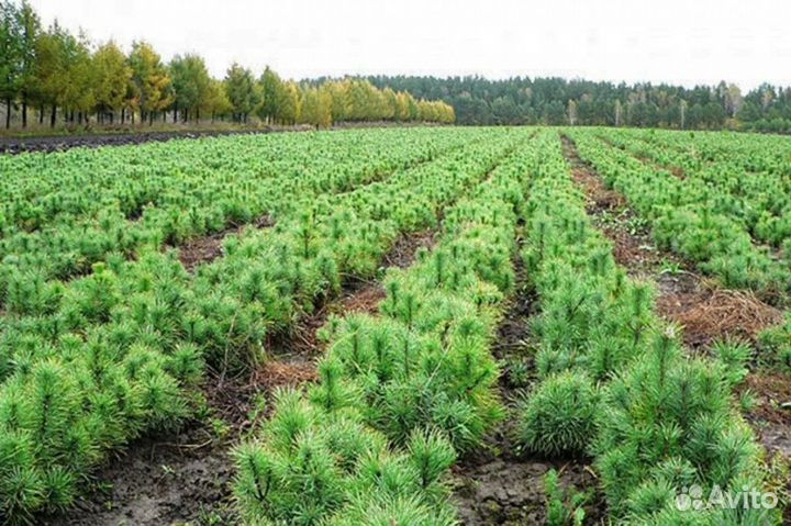Саженцы кедра 3 года