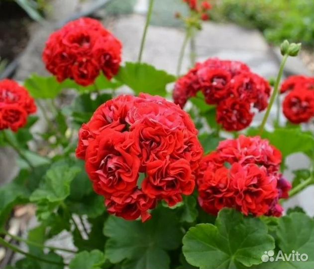 Пеларгония герань розебудная