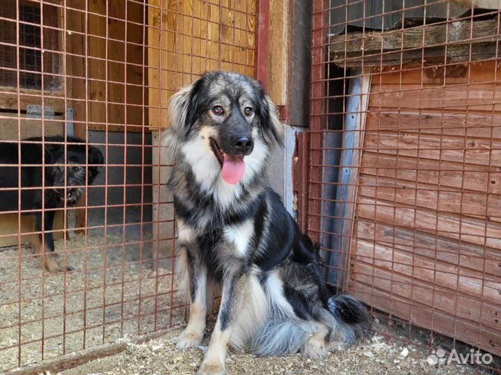 Сногсшибательно красивые собаки подростки