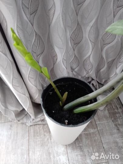 Долларовое дерево в интерьерном горшке