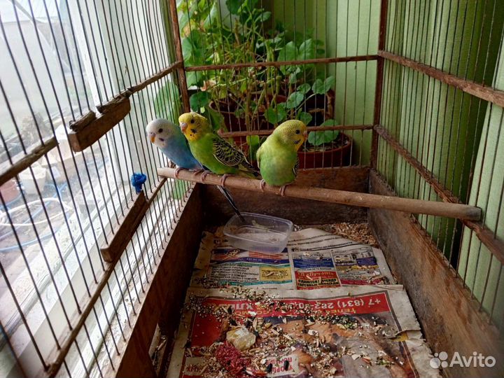 Волнистый попугай