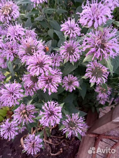 Многолетники для вашего сада