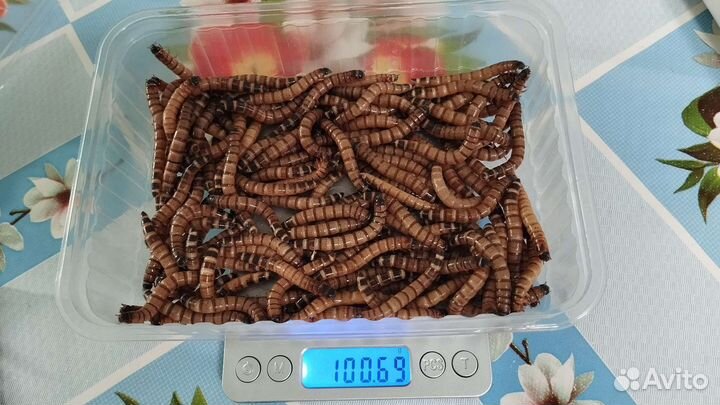 Зофобас живой корм 100 грамм