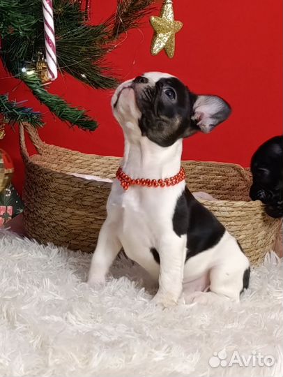 Французский бульдог