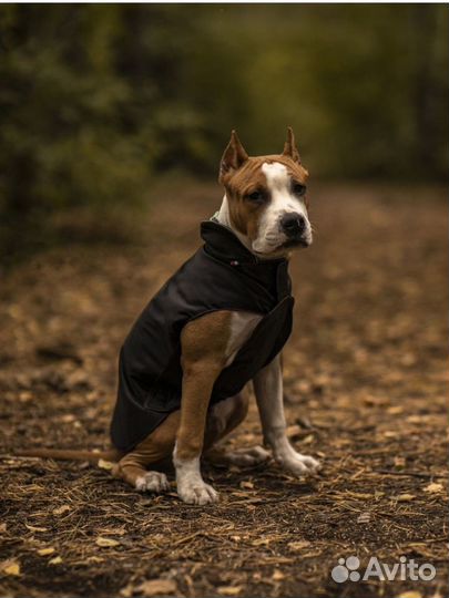 Попона для собак весна-осень