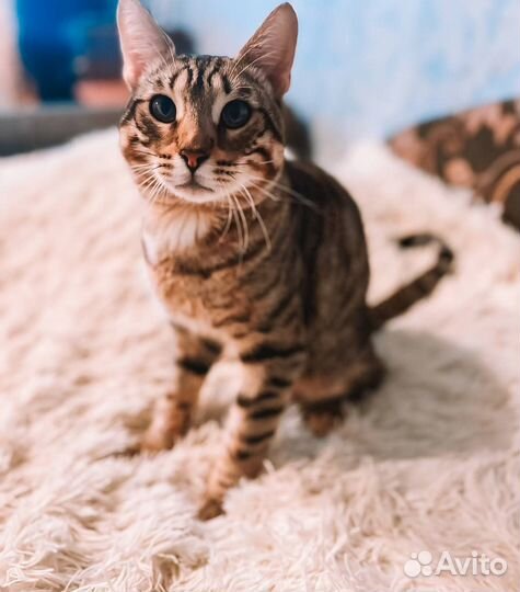 Котик в добрые ручки