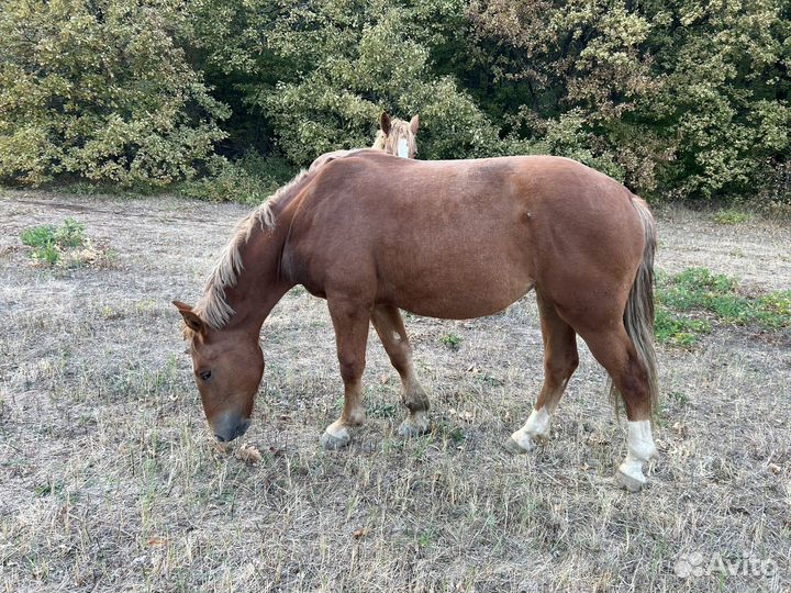 Кобыла. Ст.Северская