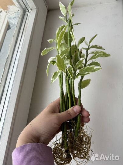 Педилантус комнатное растение вариегатное