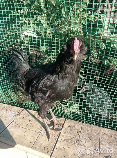 Петушки породы галан