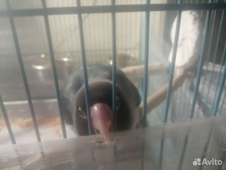 Попугаи неразлучники