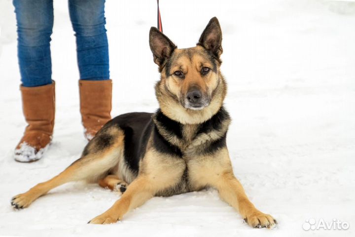 Арина в добрые руки