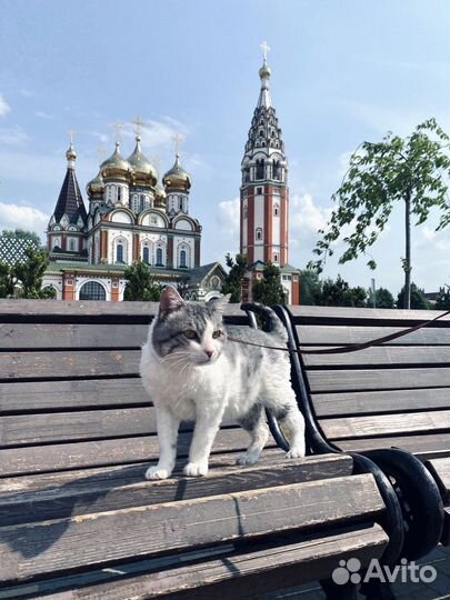 Василий не хочет обратно на улицу