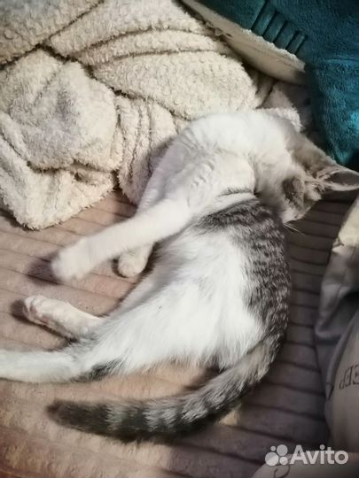 Котенок в добрые руки