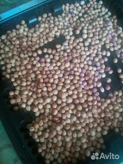 Ирга, Вишня, укроп сушенные