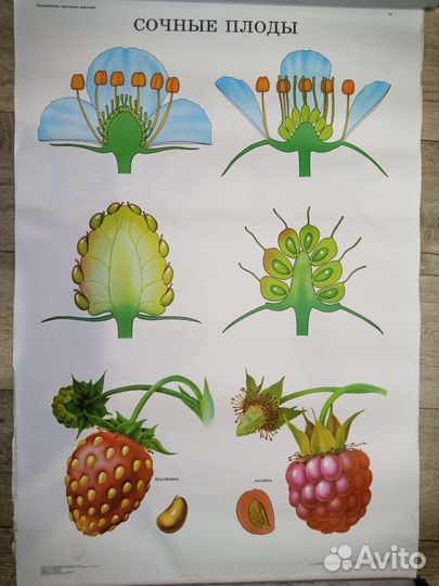 Плакаты по биологии/ботанике СССР