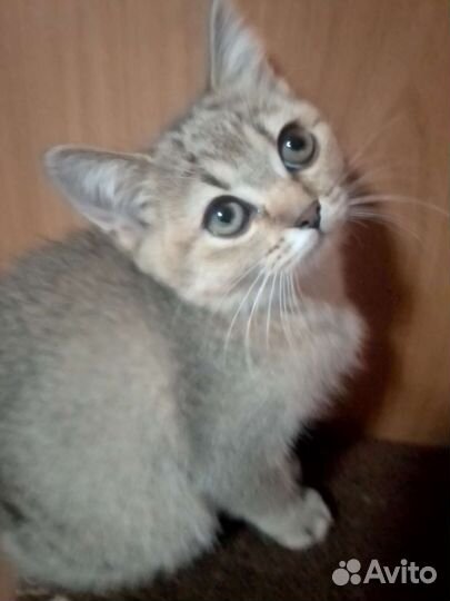 Шотландские