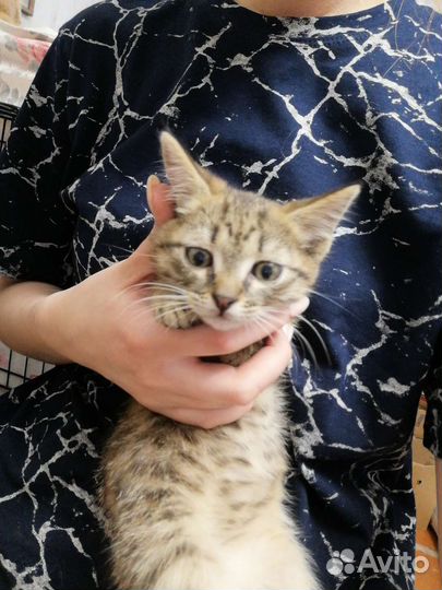 Бездомный котенок мальчик