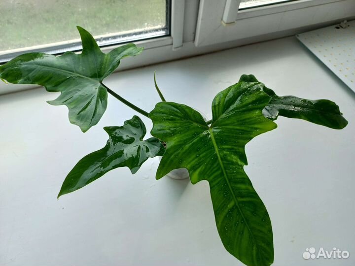 Филодендрон минарум, дракон