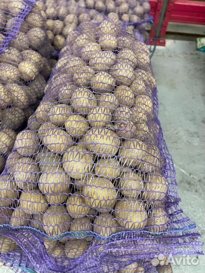 Семенной картофель гала