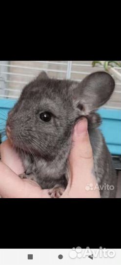 Шиншиллята