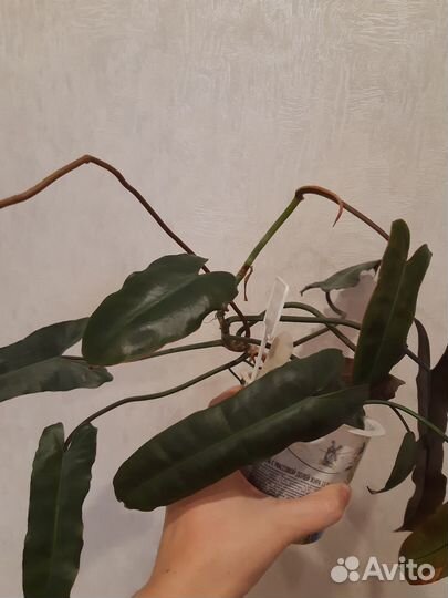 Филодендрон Биллитау