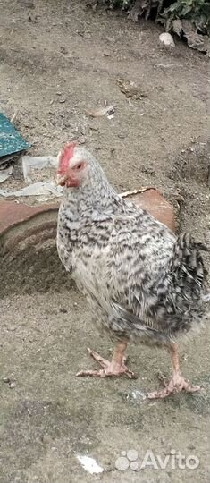 Куры молодки, адлерские