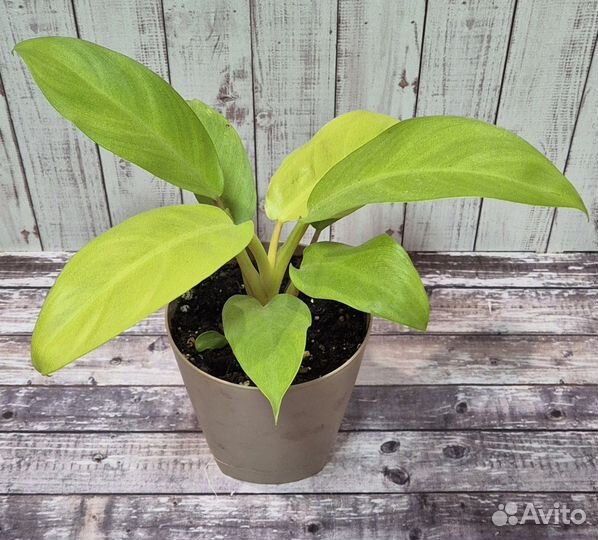 Филодендрон малай голд