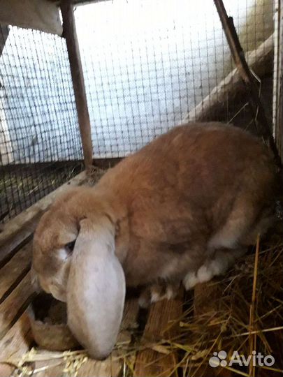 Кролики французские бараны