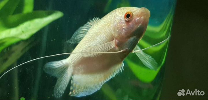 Аквариумные рыбки