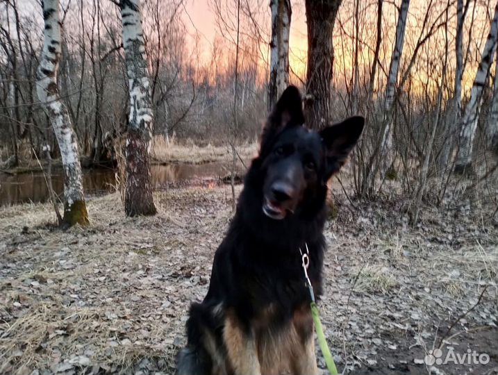 Овчарка Вольт, умный верный пёс