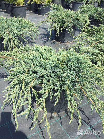 Можжевельник чешуйчатый Блю Карпет С15 D40-50см