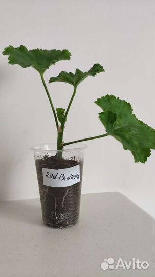 Пеларгония Red Pandora укоренённый черенок