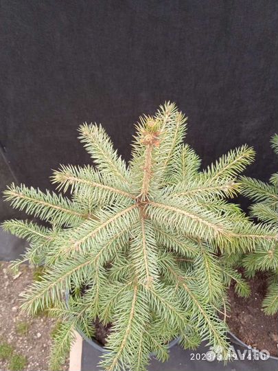 Ель колючая голубая