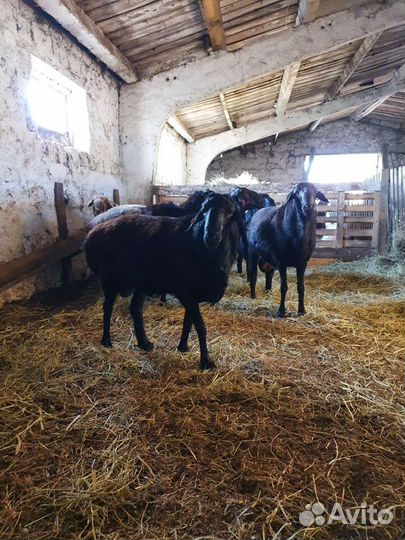 Бараны породыЭдилбай
