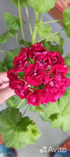 Пеларгония герань